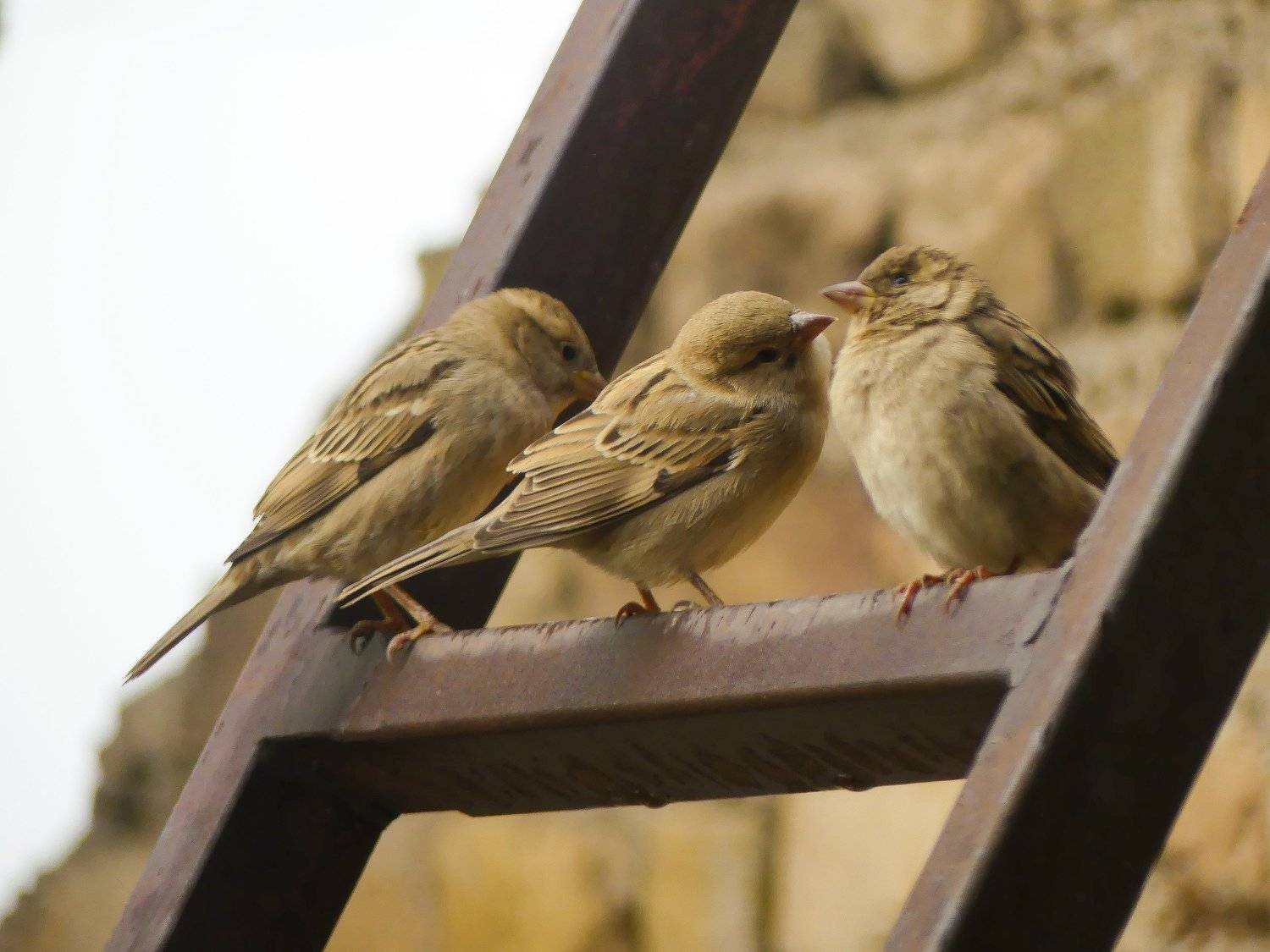 animal, wildlife, birds, love, lovely, ali bakhshi