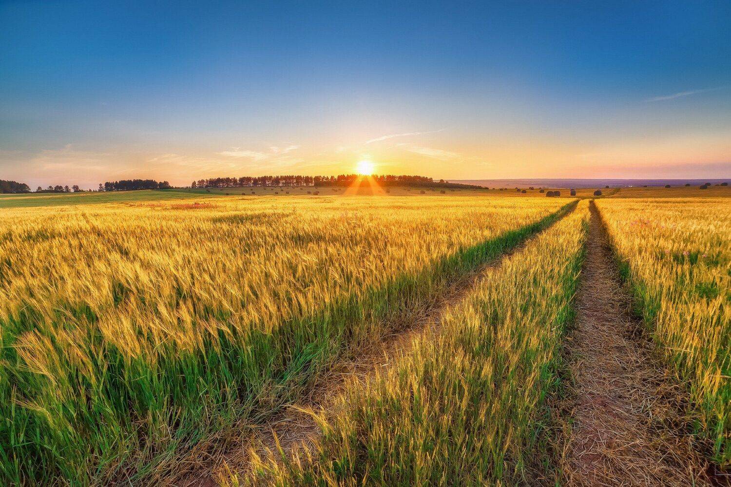 , Алексей Никитин