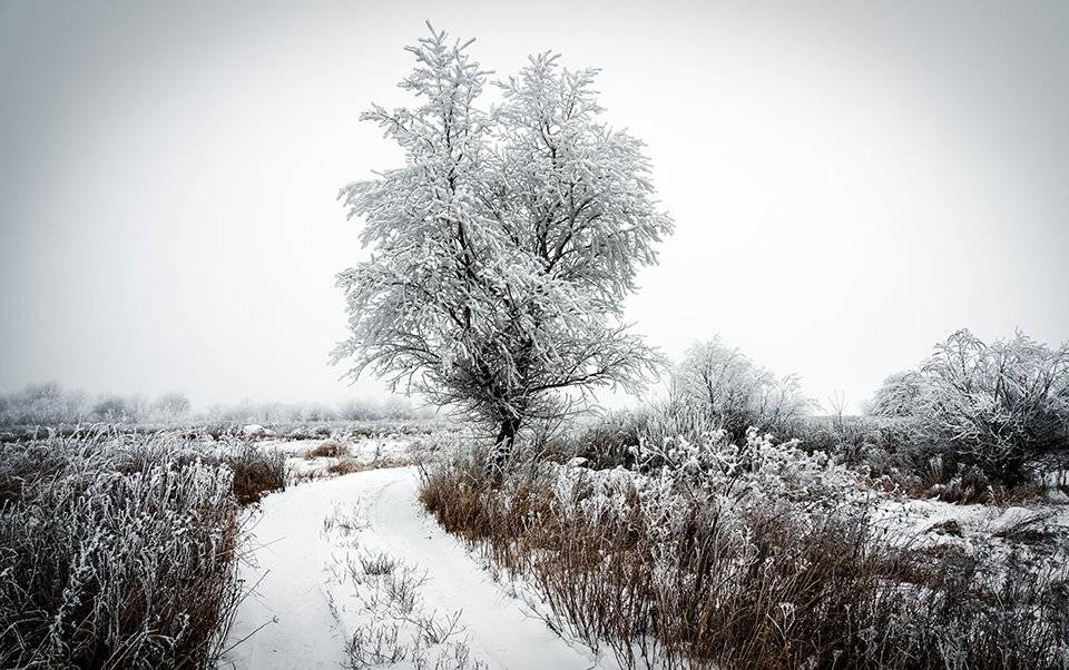 зима, дорога, мороз, дерево, иней, холод, пейзаж, Игорь Кляхин