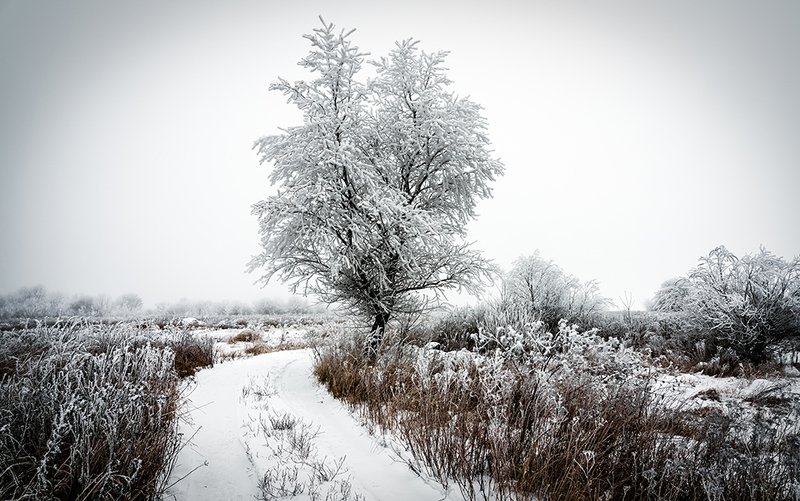 зима, дорога, мороз, дерево, иней, холод, пейзаж Зимняя дорога фото превью