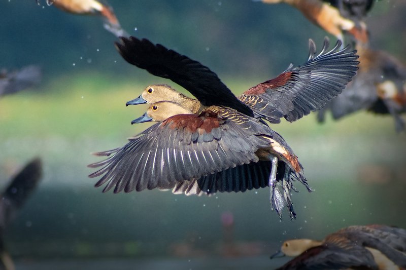 Lesser Whistling Ducks фото превью