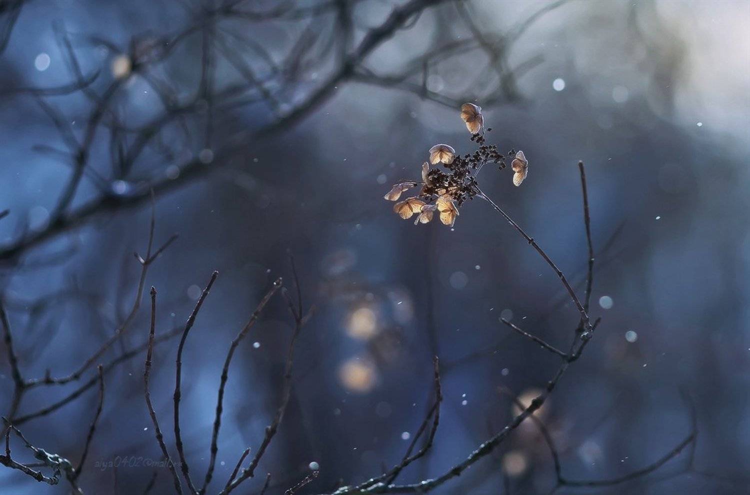 макро, зима, Таня SHE (Aiya)