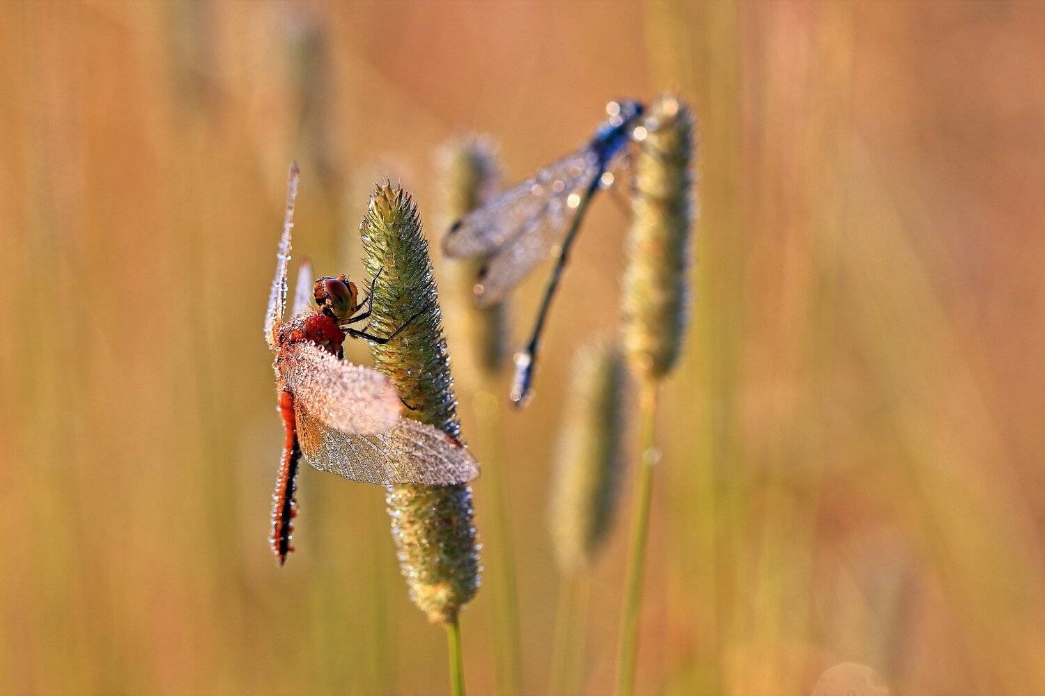, Олег Резенов