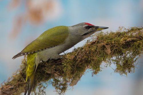 Седой дятел