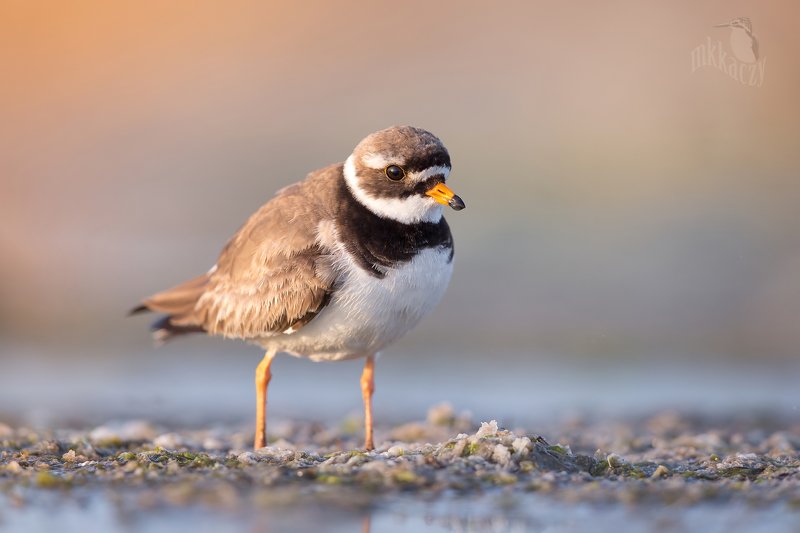 Ringed plover фото превью