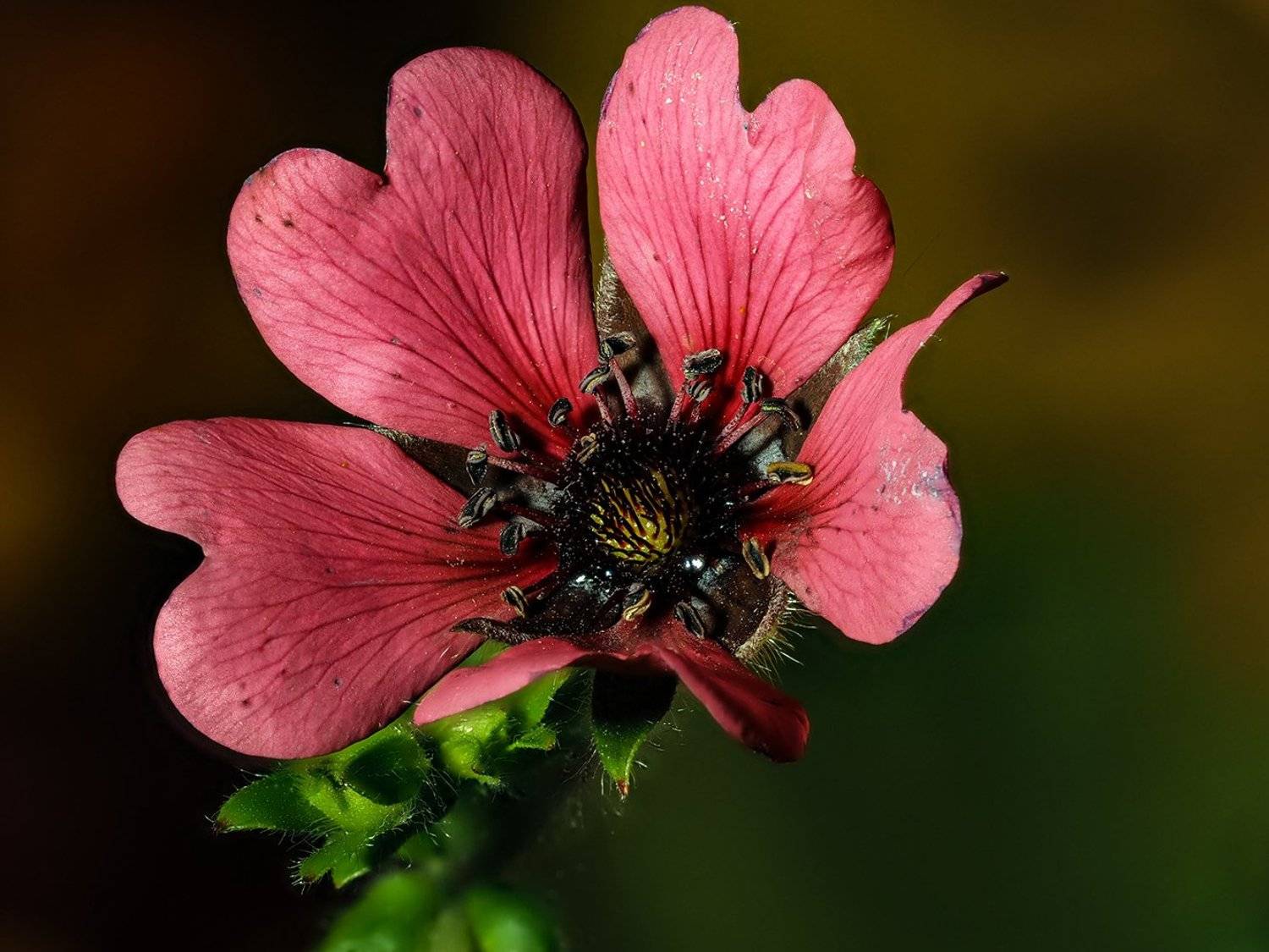 , Сергей Духанин