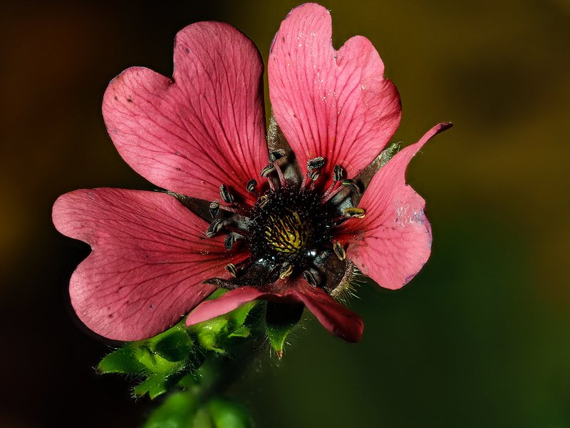 Лапчатка Непальская фото превью