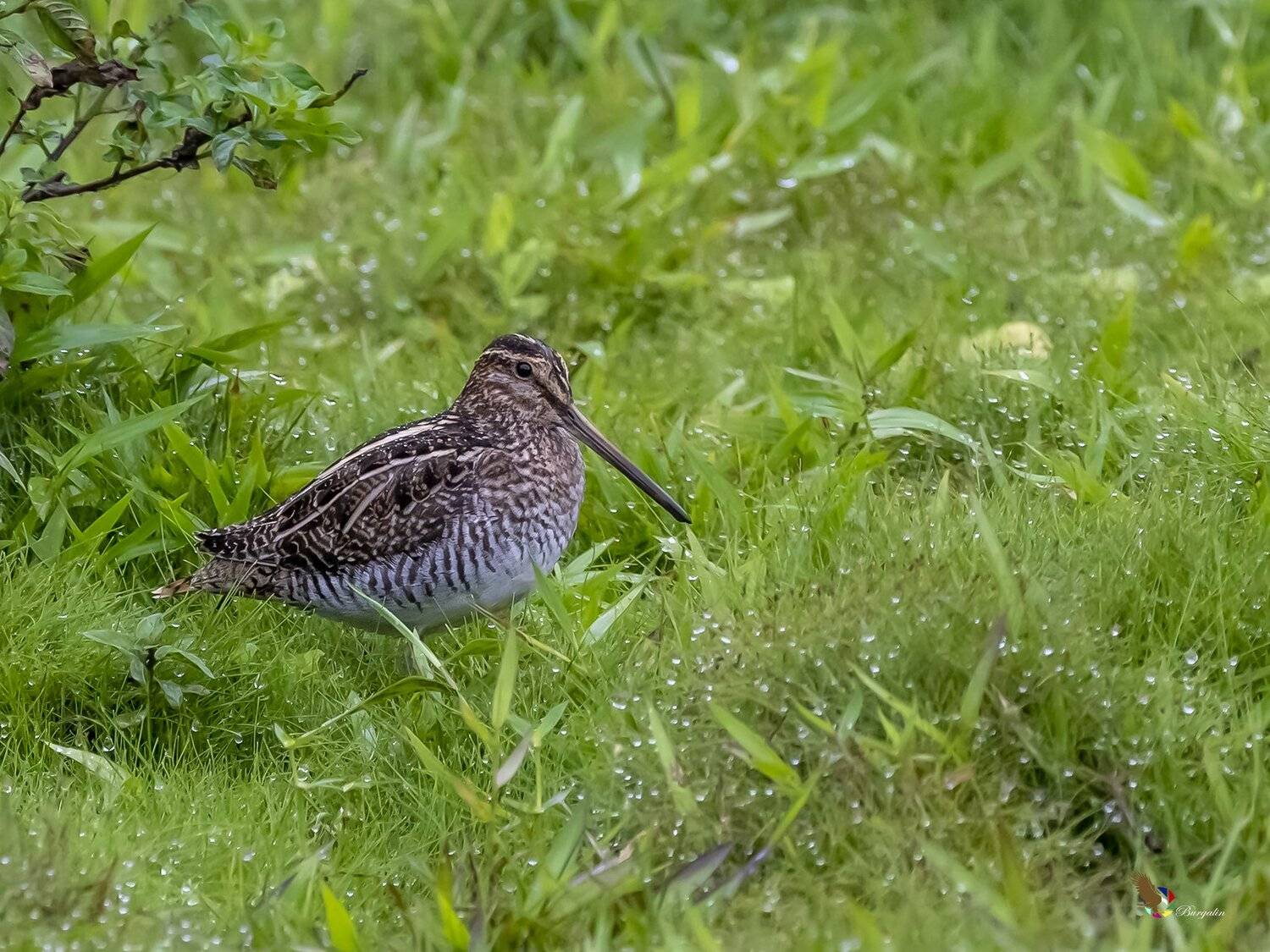 , Fernando Burgalin Sequeira