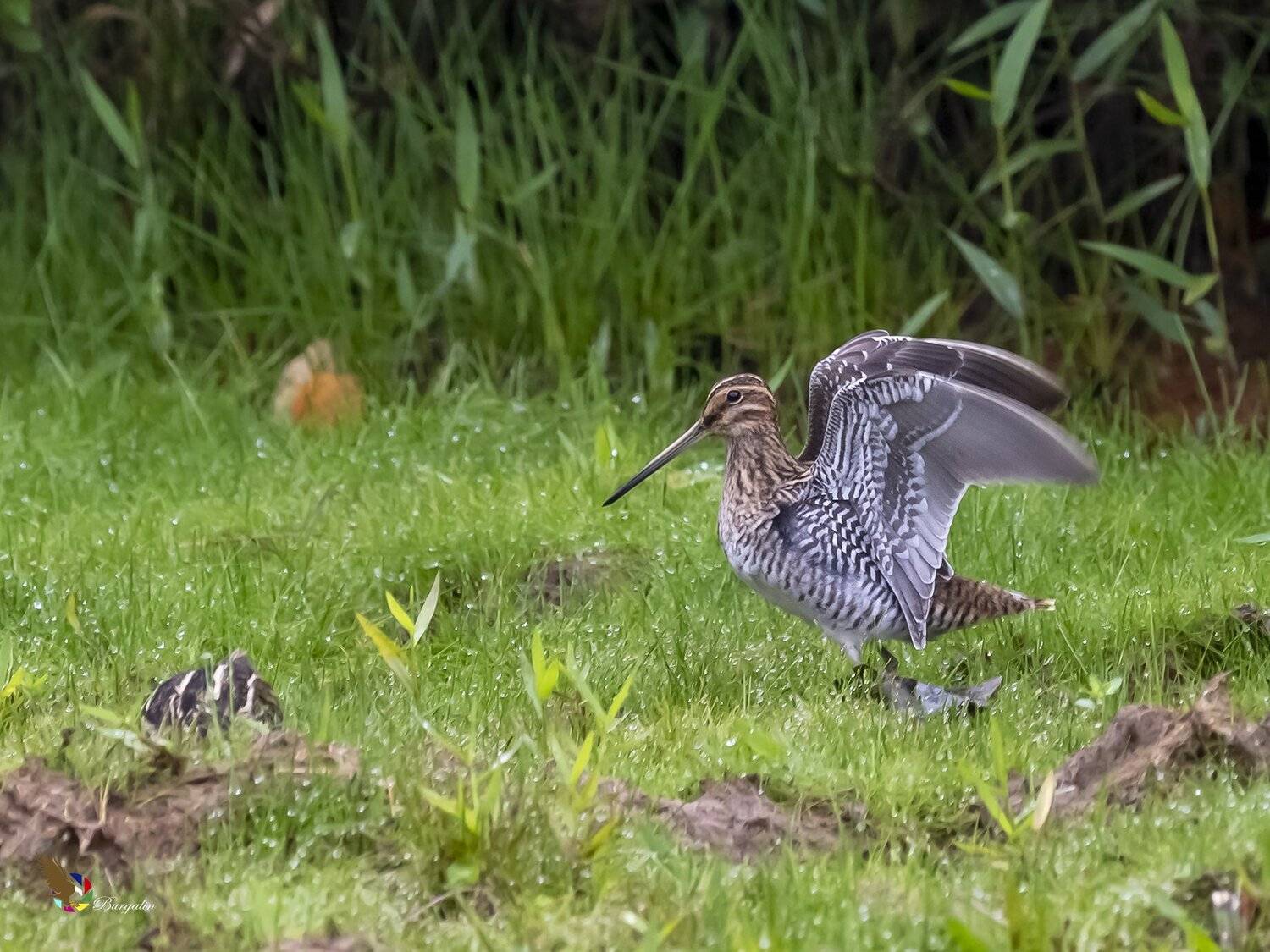 , Fernando Burgalin Sequeira