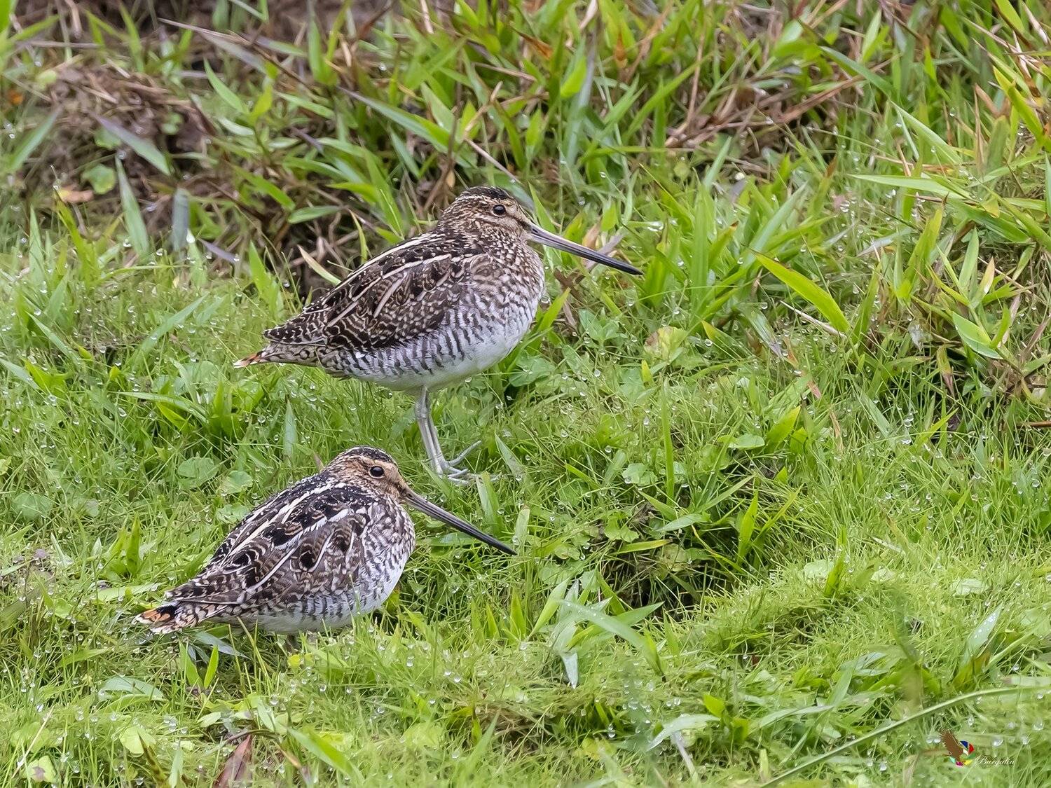 , Fernando Burgalin Sequeira