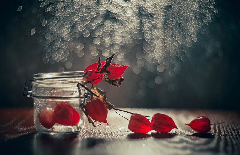 Зимний физалис фото превью