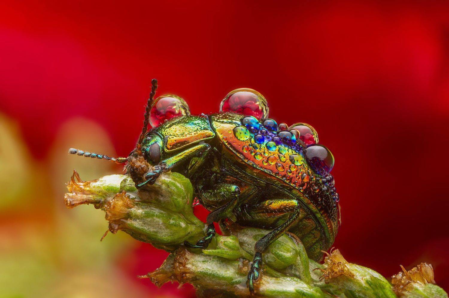 макро, насекомые, листоед, отражение, капли, природа, Иван Радьков