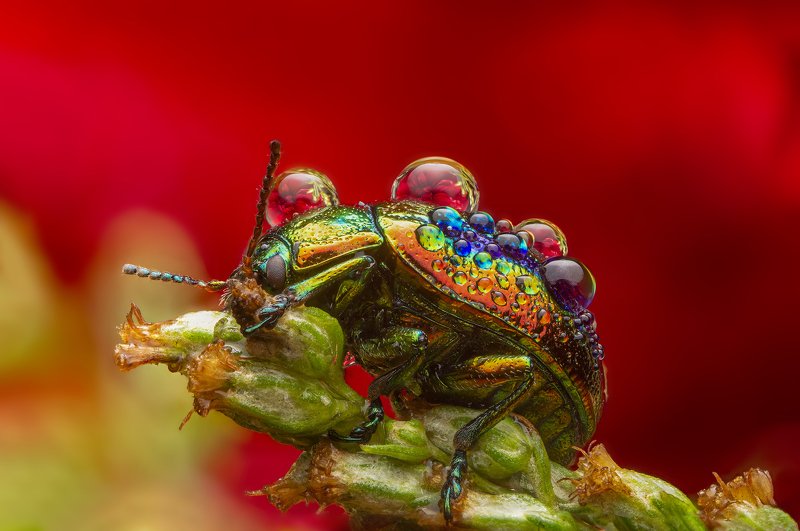 макро, насекомые, листоед, отражение, капли, природа Листоед ясноточный фото превью