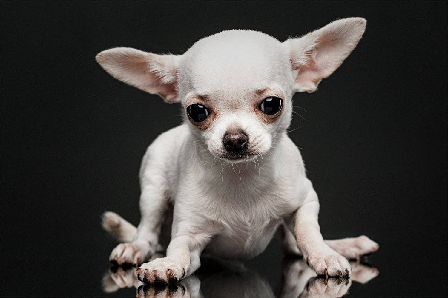 собака, портрет, студия, чихуахуа, Евгений Дёгтев