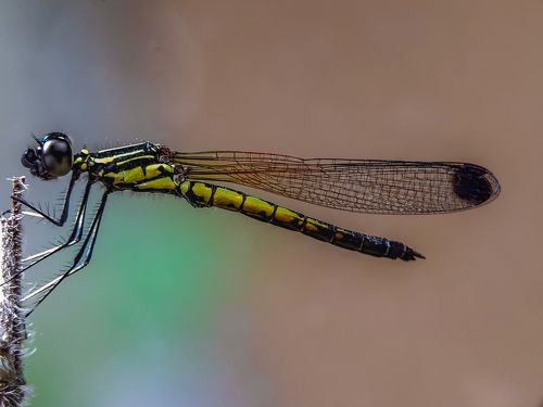 Mobile macro photography