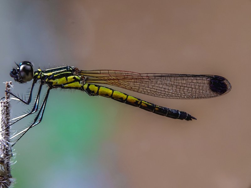 #macro#mobilephotography, #india Mobile macro photography фото превью