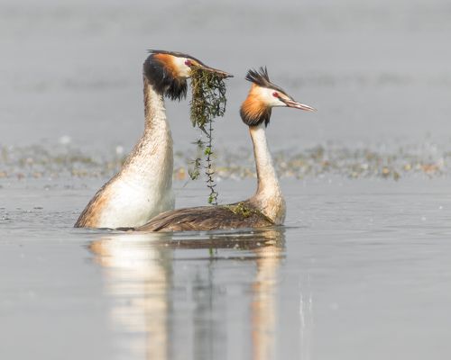 Из жизни чомг