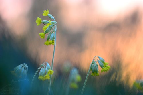 Вспоминая весну