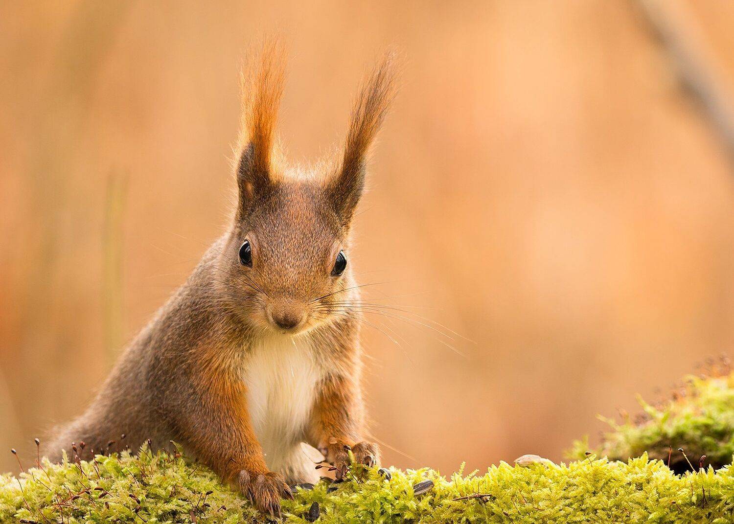 , Robert Adamec