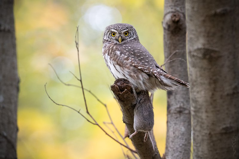 воробьиный сыч, удачная охота воробьиный сыч фото превью