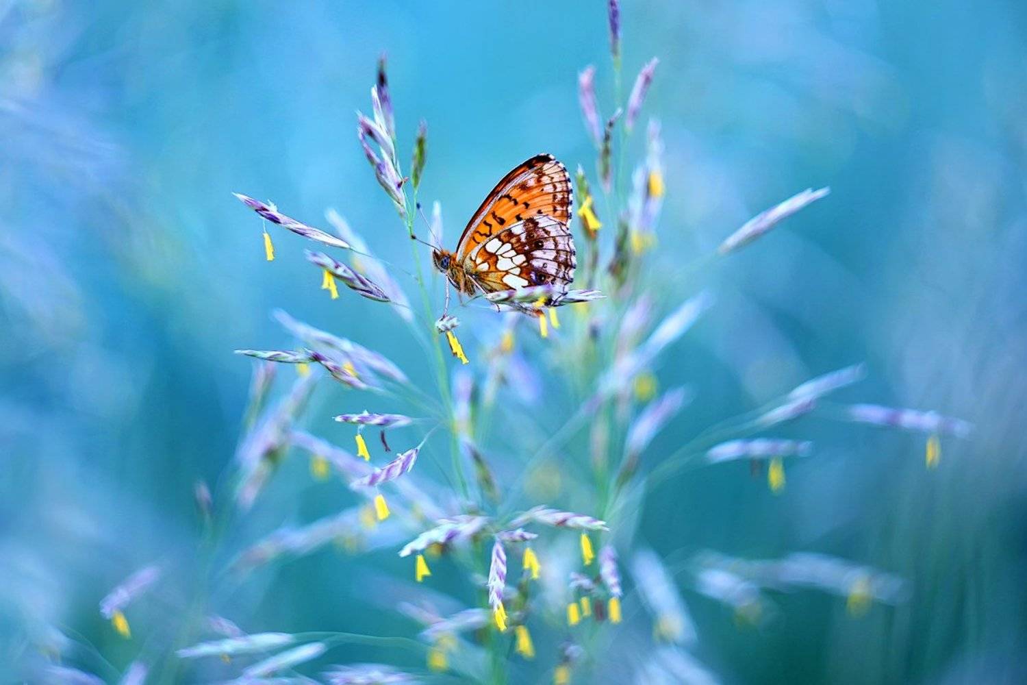 макро, бабочка, ветер, лето, butterfly, wind, macro, summer, Sokolova Tatiana