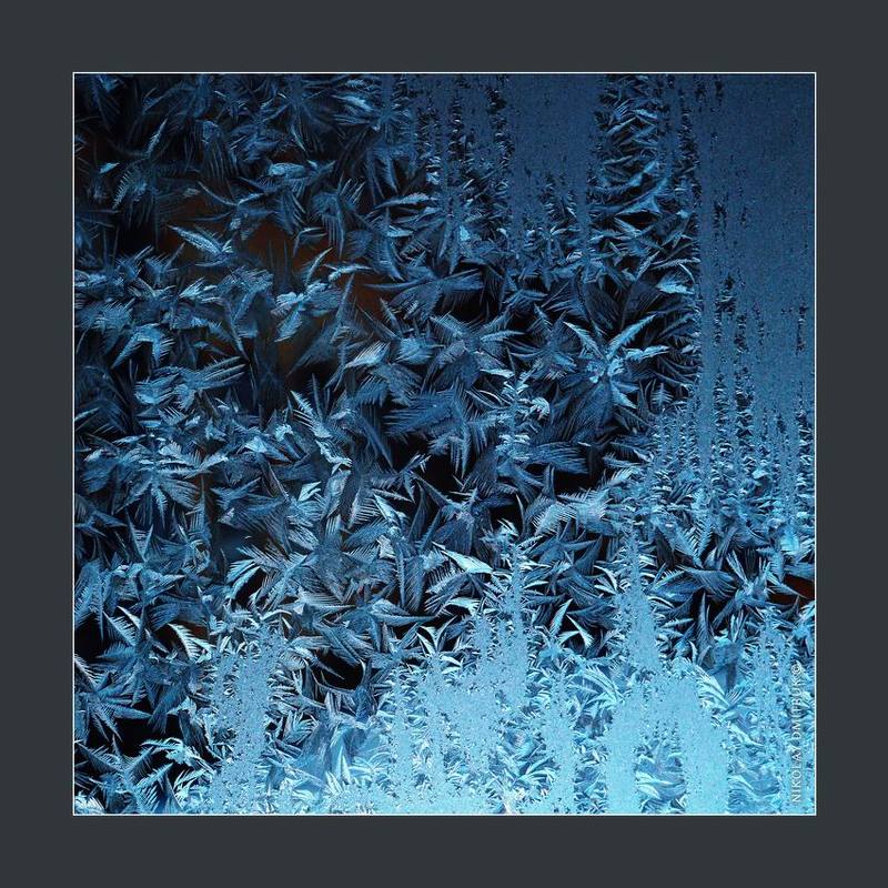 макро, мороз, дмитрук птицы зимы фото превью