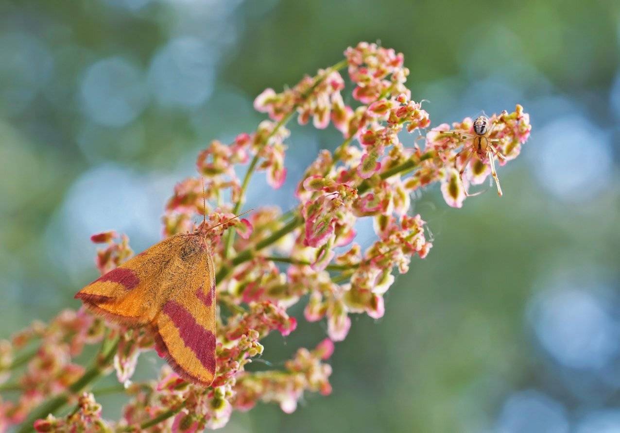 Бабочка, растение,паук, Чепленко Алексей