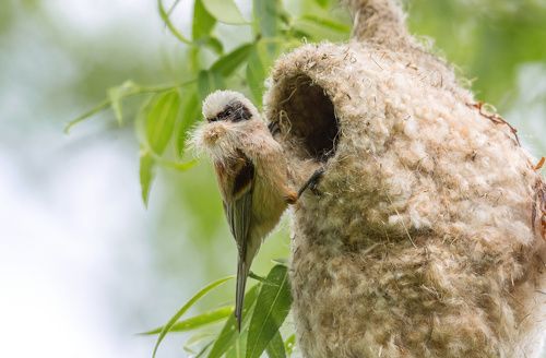 Архитектор
