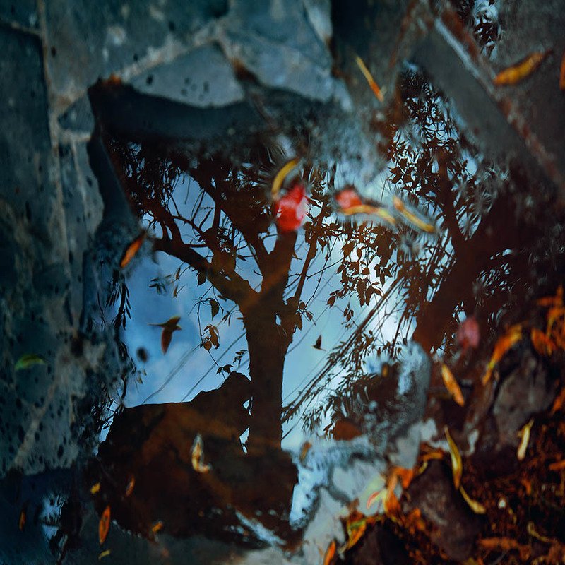 Reflection фото превью