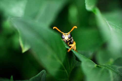 Строгий взгляд