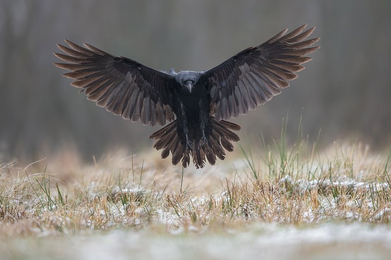 Kruk фото превью