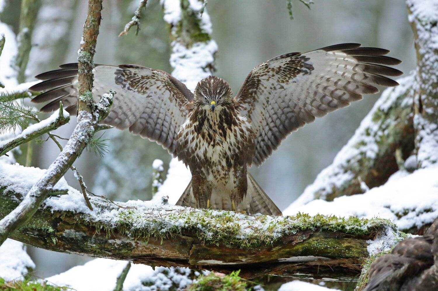 канюк, Александр Гусар
