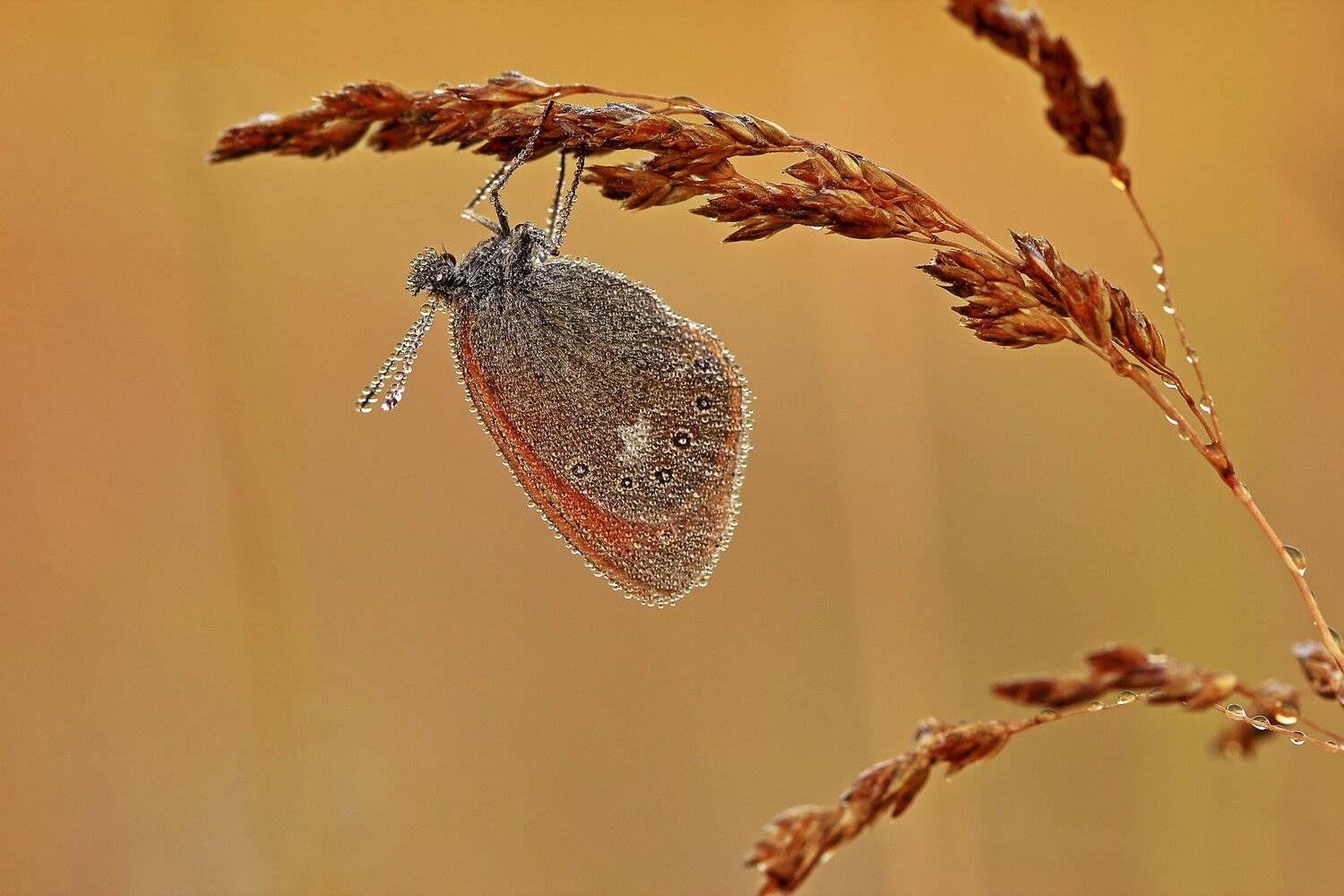 , Олег Резенов