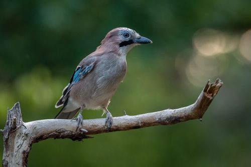Eurasian Jay at drikstation