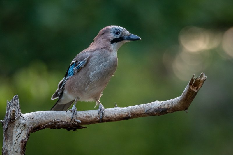 eurasian jay; jay; geai; bird; avifauna; drinkstation; france; garrulus glandarius; geai des chênes Eurasian Jay at drikstation фото превью