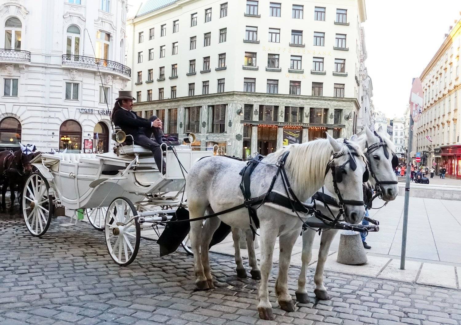 Вена Австрия извозчик лошади франт , Сергей Шишмарин