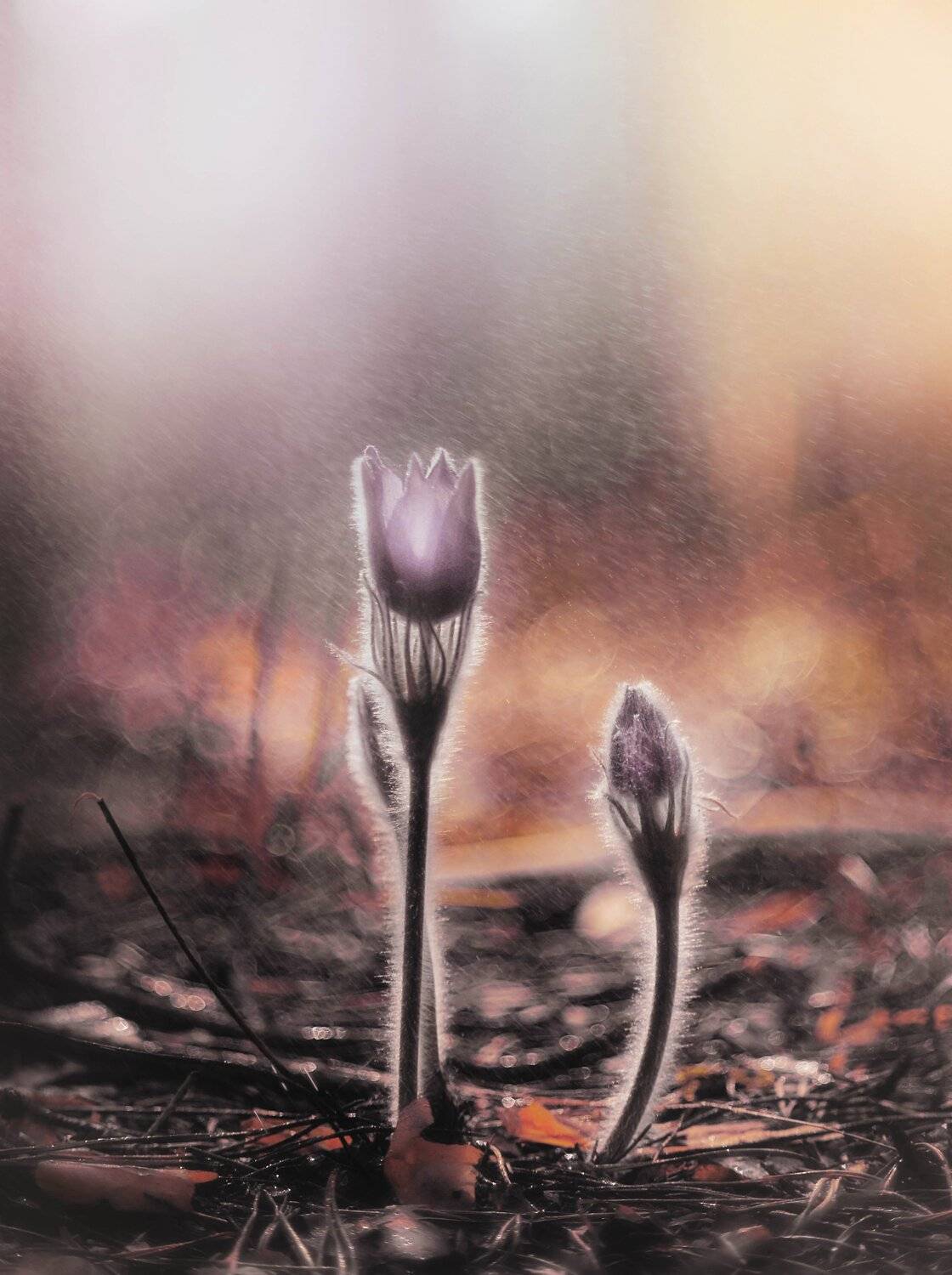 , Лапшина Владлена