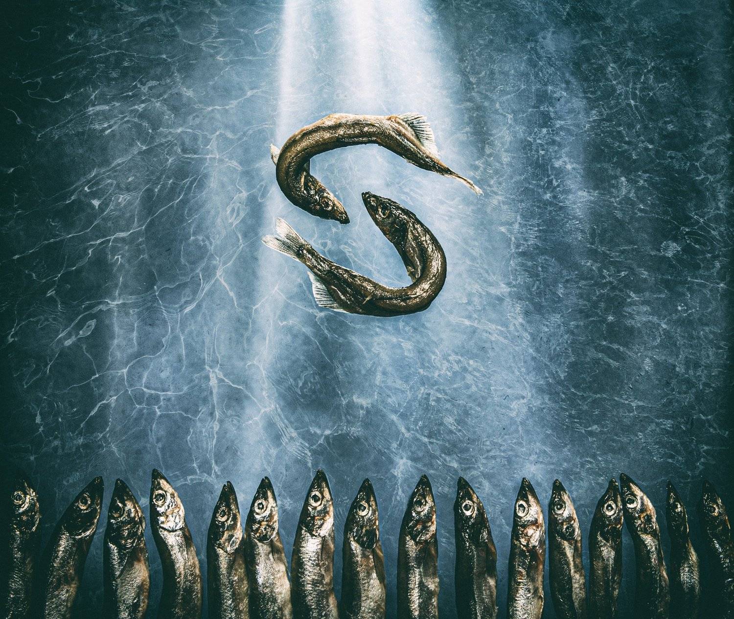 , Лариса Лофицкая