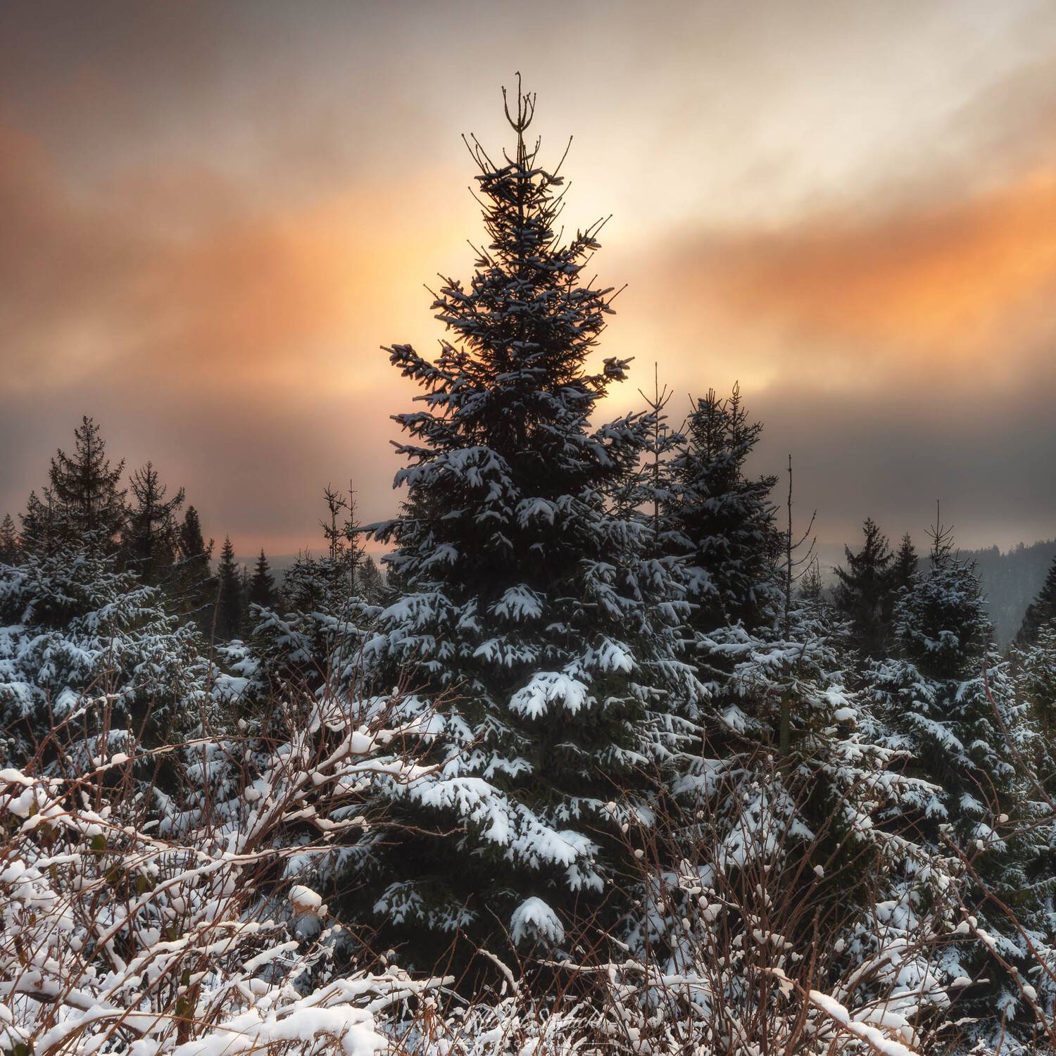 #tree #poland #mountains #color #sunrise #benro #benq #pentax, Michał Sośnicki