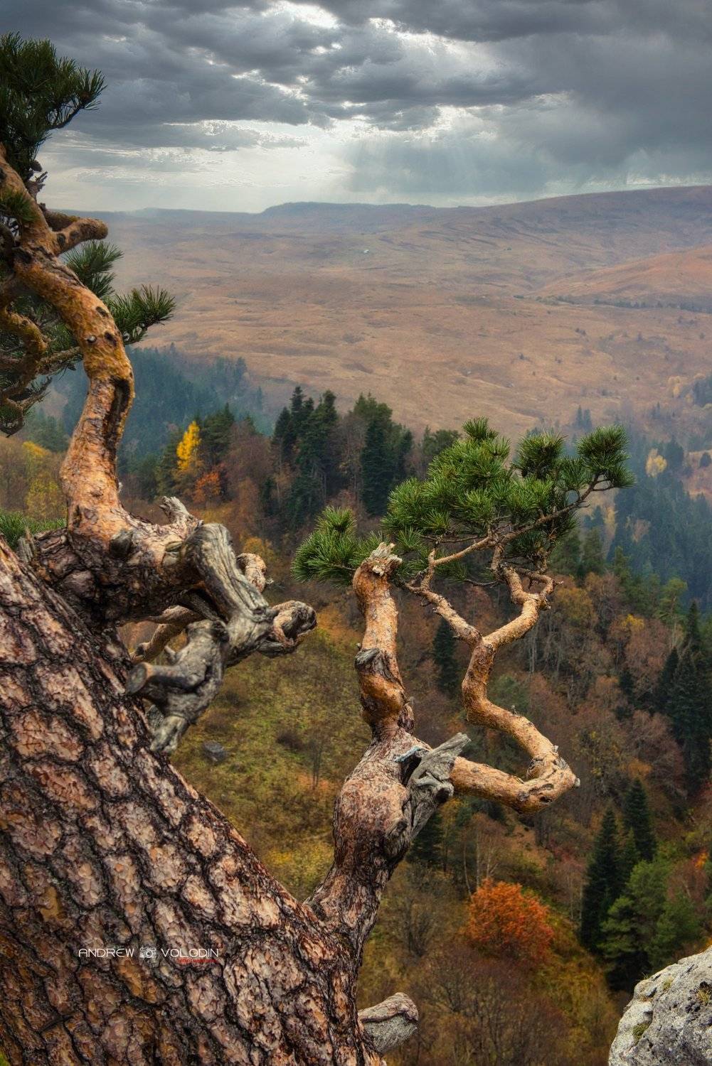 пейзаж сосна плато лагонаки, Андрей Володин