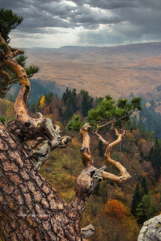 пейзаж сосна плато лагонаки Под буйными ветрами фото превью