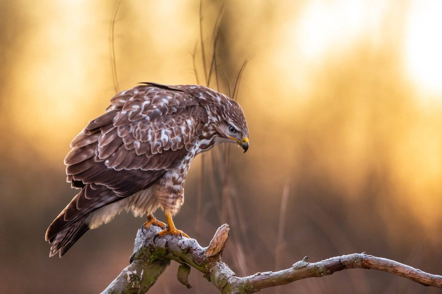 buteo buteo, bird, winter, Lukasz Dobkowski