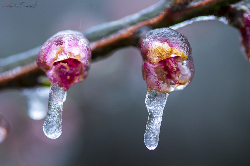 #sellingphoto.#macro Hoa Đào trong Băng. фото превью