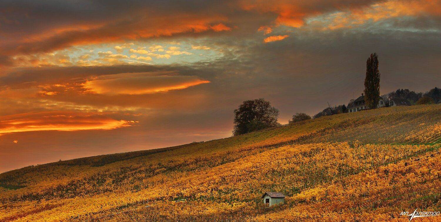 swiss, Матвеев Николай