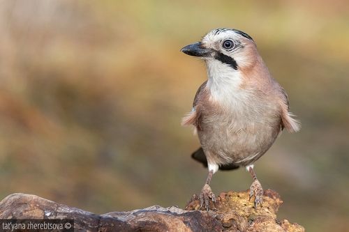 Сойка. Eurasian Jay