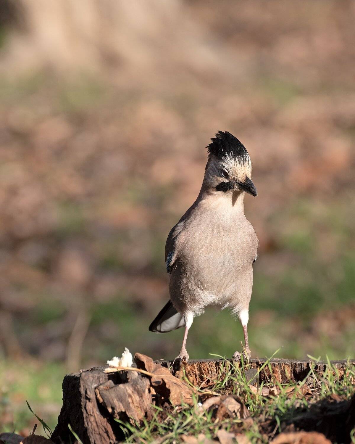 сойка, Алексей Рыльский