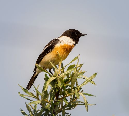 черноголовый чекан.. (самец)