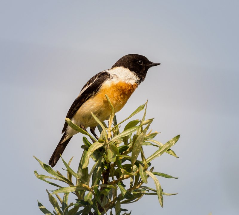 птица, черноголовый чекан, луг, охота, мухоловка, черноголовый чекан.. (самец) фото превью