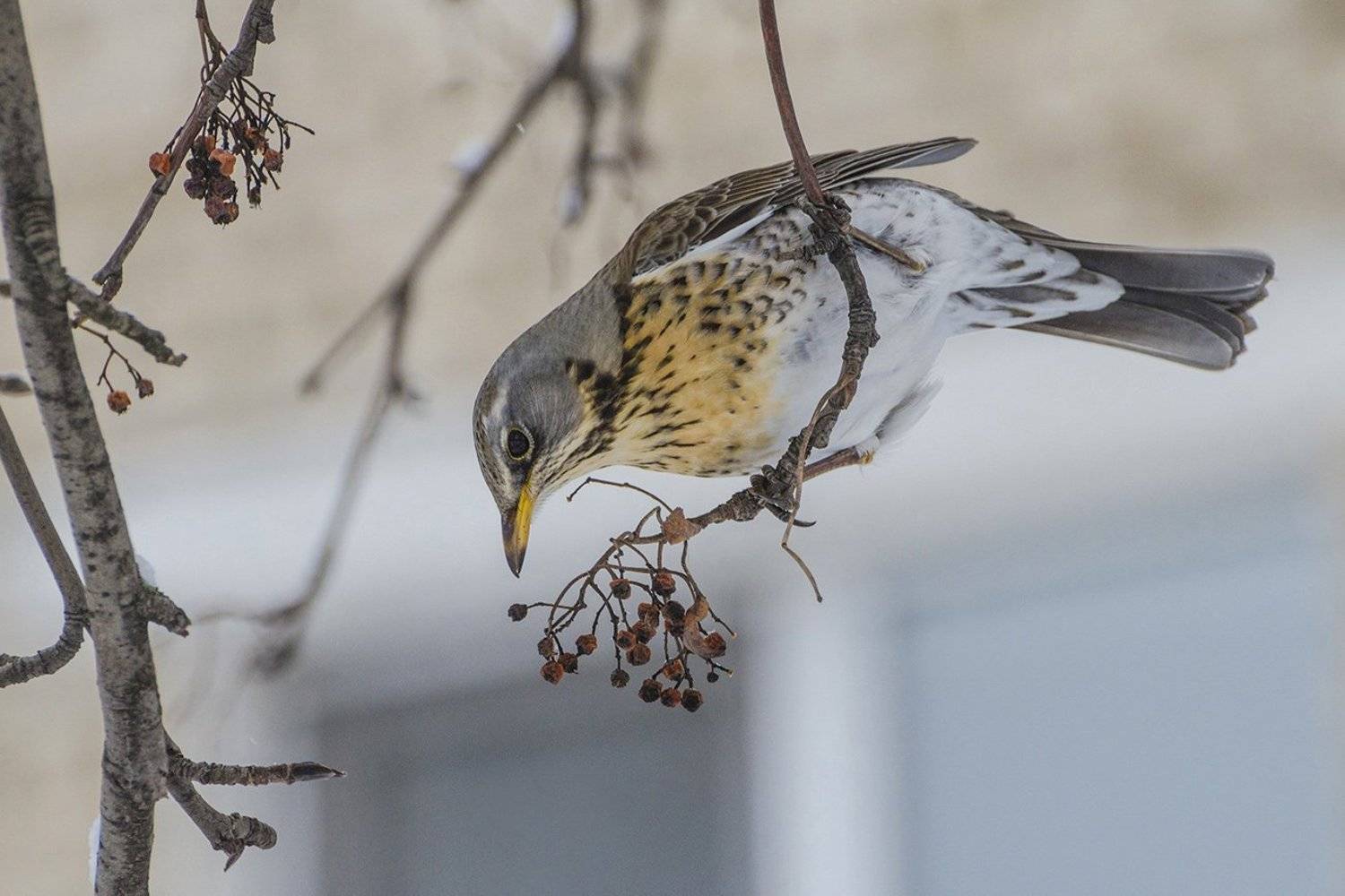 птица, дрозд, рябинник, Михаил Агеев
