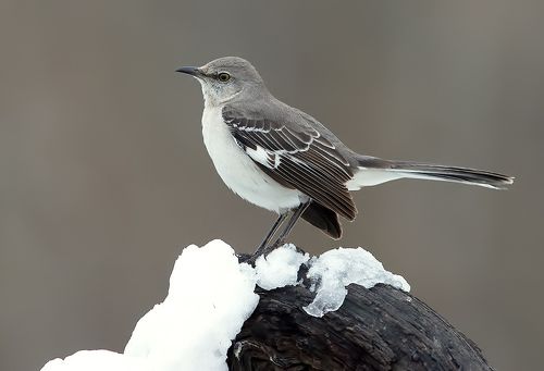 Зимние гости - Winter Beauty